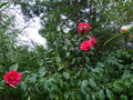 vignette Camellia reticulata Agnes de Lestaridec aux trs grandes fleurs rouges veloutes au 01 03 16