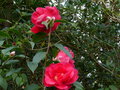 vignette Camellia reticulata Agnes de Lestaridec aux trs grandes fleurs rouges veloutes au 28 02 16