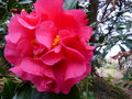 vignette Camellia reticulata Captain Rawes gros plan au 08 02 16