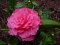 vignette Camellia reticulata K.O.Hester gros plan au 22 02 16