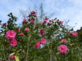 vignette Camellia williamsii Brigadoon trs grand au 04 02 16