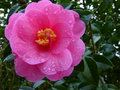 vignette Camellia williamsii Brigadoon gros plan au 24 01 16