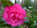 vignette Camellia williamsii Debbie gros plan au 21 01 16
