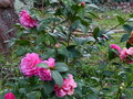 vignette Camellia williamsii Debbie au 22 02 16