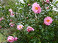vignette Camellia williamsii Mary Phoebe Taylor aux trs grandes fleurs au 22 02 16