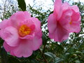vignette Camellia williamsii Mary Phoebe Taylorgros plan des trs grandes fleurs au 11 02 16