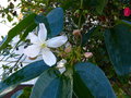 vignette Clematis armandii parfumée premières fleurs au 07 02 16