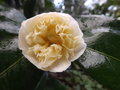 vignette Camellia 'Brushfied's Yellow'