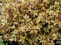 vignette Pseudowintera colorata , (Winteraceae) , Nouvelle-Zlande