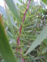 vignette Acacia longifolia (acacia chenille)