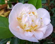vignette Camélia ' MRS D.W. DAVIS ' camellia japonica