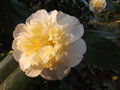 vignette Camellia 'Brushfield Yellow'