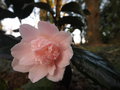 vignette Camellia 'Kewpie Doll'