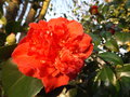 vignette Camellia 'Crimson Glory'