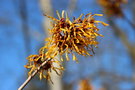 vignette Hamamelis x intermedia 'Ajan'