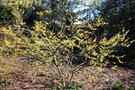 vignette Hamamelis x intermedia 'Westerstede'