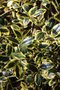 vignette Ilex aquifolium 'Golden van Tol'