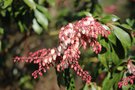 vignette Pieris japonica cv.