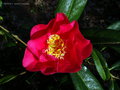 vignette Camélia ' FRANCIE L ' camellia x reticulata en cours d'épanouissement