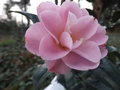 vignette camellia 'Nickie crisp'