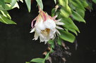 vignette Epiphyllum crysocardium