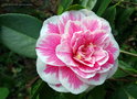 vignette Camélia ' HIKARUGENJI ' camellia japonica