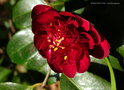 vignette Camélia ' BURGUNDY GEM ' camellia japonica
