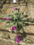 vignette Echinocereus enneacanthus