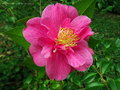vignette Camélia ' BLUE DANUBE ' camellia hybride williamsii