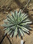 vignette agave polianthes