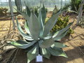 vignette Agave pachycentra