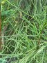 vignette Cryptomeria japonica 'Araucarioides'