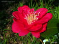 vignette Camélia ' RED ENSIGN ' camellia japonica  Origine : Australie ,1955