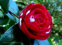 vignette Camélia ' MARGHERITA COLEONI VARIEGATED ' camellia japonica