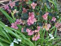 vignette Rhododendron xxx  pousses roses (Tawan