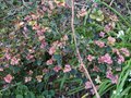 vignette Rhododendron xxx  pousses roses (Tawan
