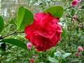 vignette Camélia ' CRIMSON GLORY ' camellia japonica  Origine : U.S.A 1958