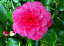 vignette Camélia ' RUBENS ROSE ' camellia japonica
