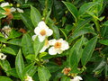 vignette Camellia sinensis, Maurice