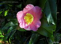 vignette Camélia ' KINGYO-TSUBAKI ' camellia japonica