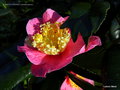 vignette Camélia ' KINGYO-TSUBAKI ' camellia japonica