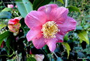 vignette Camlia ' KINGYO-TSUBAKI ' camellia japonica