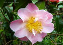 vignette Camélia ' TIPTOE ' camellia hybride williamsii , parfumé