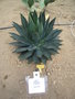 vignette Agave isthmensis x colimana