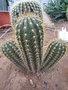 vignette Echinopsis sp