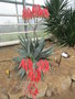 vignette Aloe mitriformis ssp. Comptonii