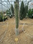 vignette Echinopsis deserticola