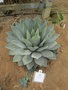 vignette Agave parryi Var. Chihuahua