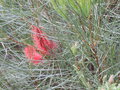 vignette Hakea bucculenta