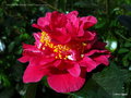 vignette Camlia ' SOUVENIR DE HUBERT THOBY ' camellia japonica